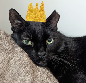 Cat with a crown