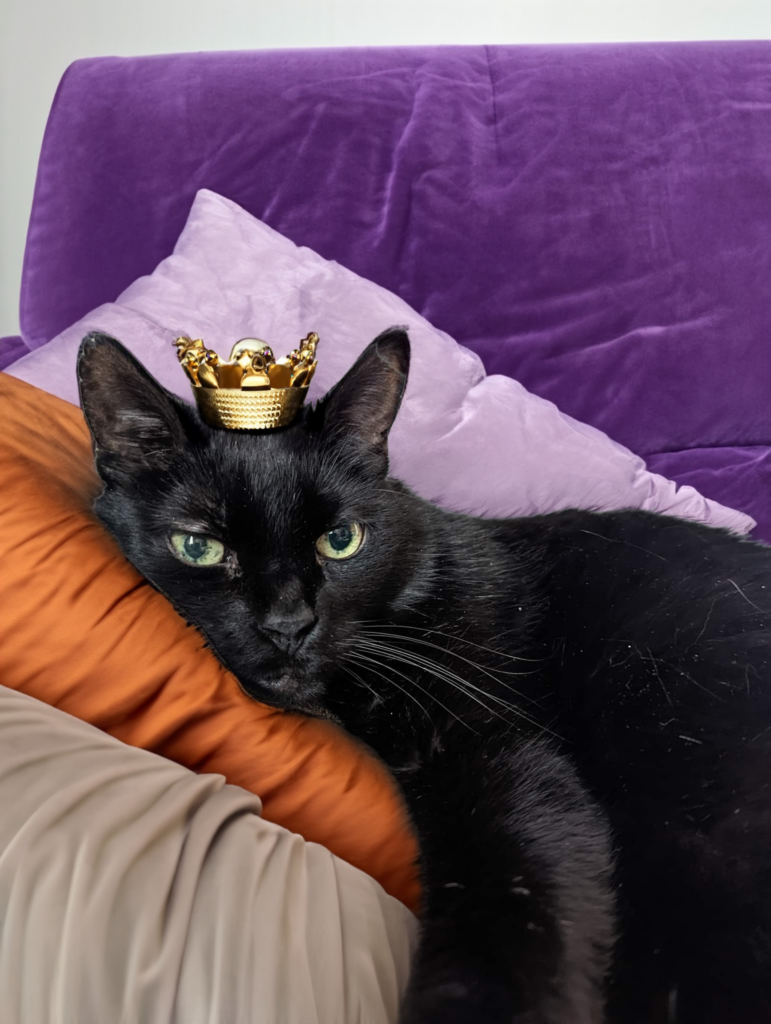 Photo of a black cat wearing a small gold crown and resting on orange and purple velvet pillows