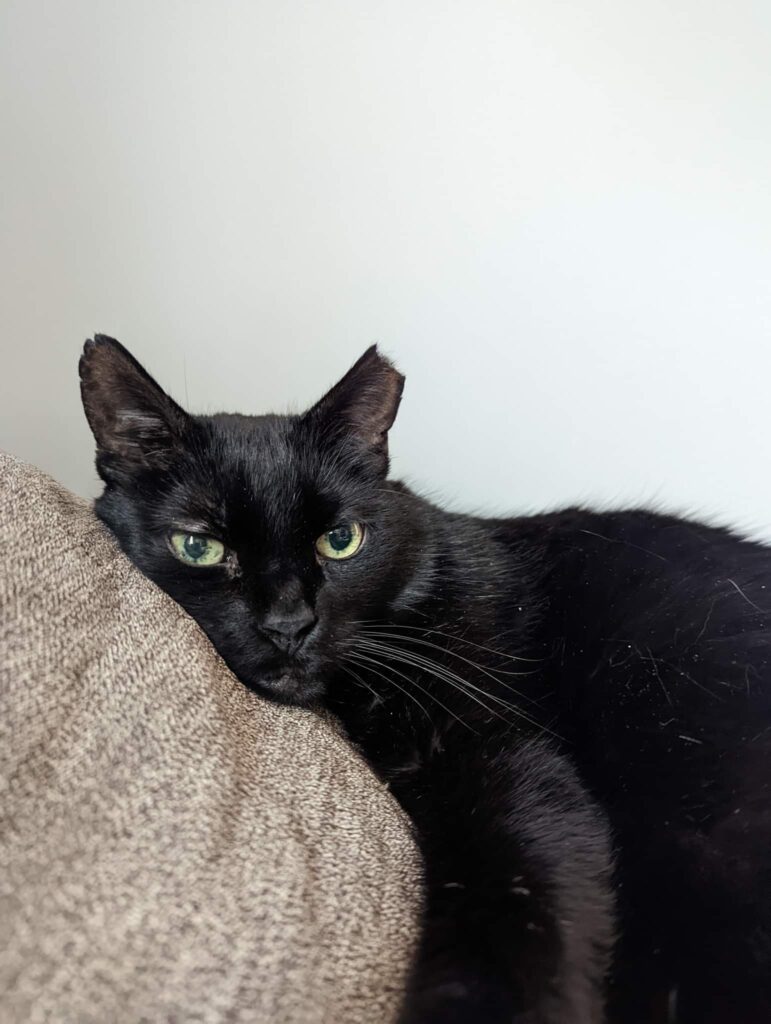 Picture of a black cat on a tan couch pillow